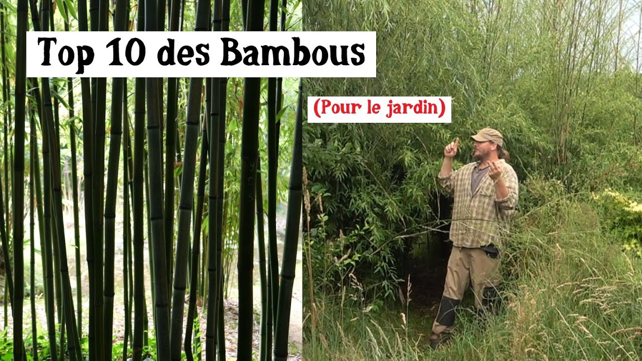 les 10 meilleurs bambous à cultiver ! (presque)