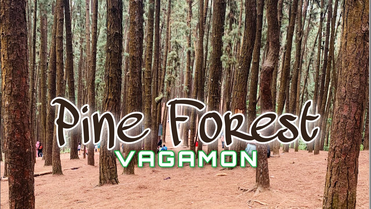 Pine Forest Vagamon | Kerala | Idukki Trip 2022 - Day 1 | Ep-2