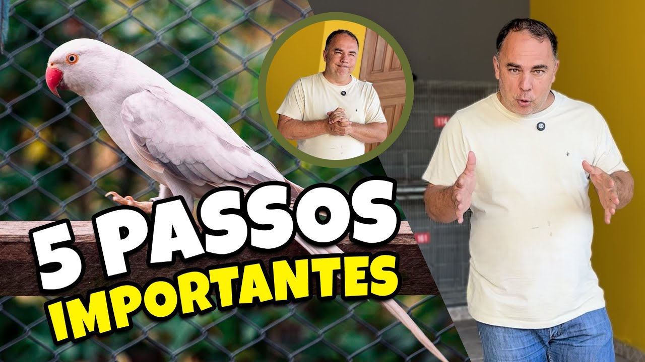 5 PASSOS PRA COMEÇAR A CRIAR AVES EXÓTICAS