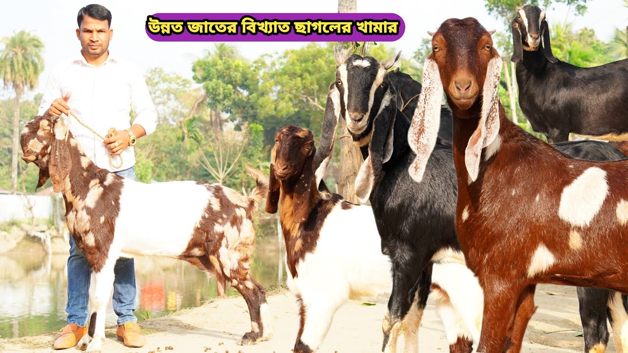 সর্বনিম্ন রেটে দেশসেরা আকর্ষণীয় সুঠাম দেহের কালারফুল সর্বশ্রেষ্ঠ সুপারহিট দুধের গাভিন ছাগল কিনুন।