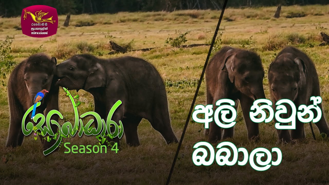 Sobadhara - Sri Lanka Wildlife Documentary | 2020-08-28 | Twin Elephants (අලි නිවුන් බබාලා...)