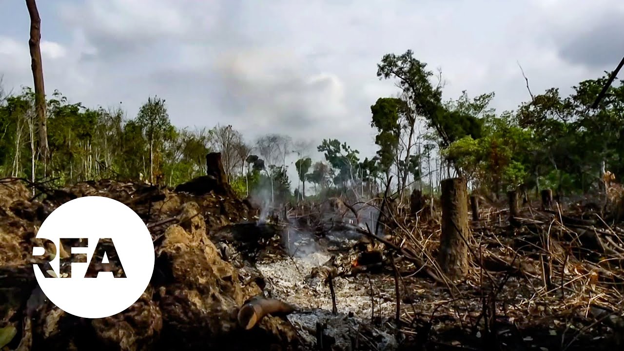 Illegal Logging and Corruption Threaten Cambodia's Last Intact Forest