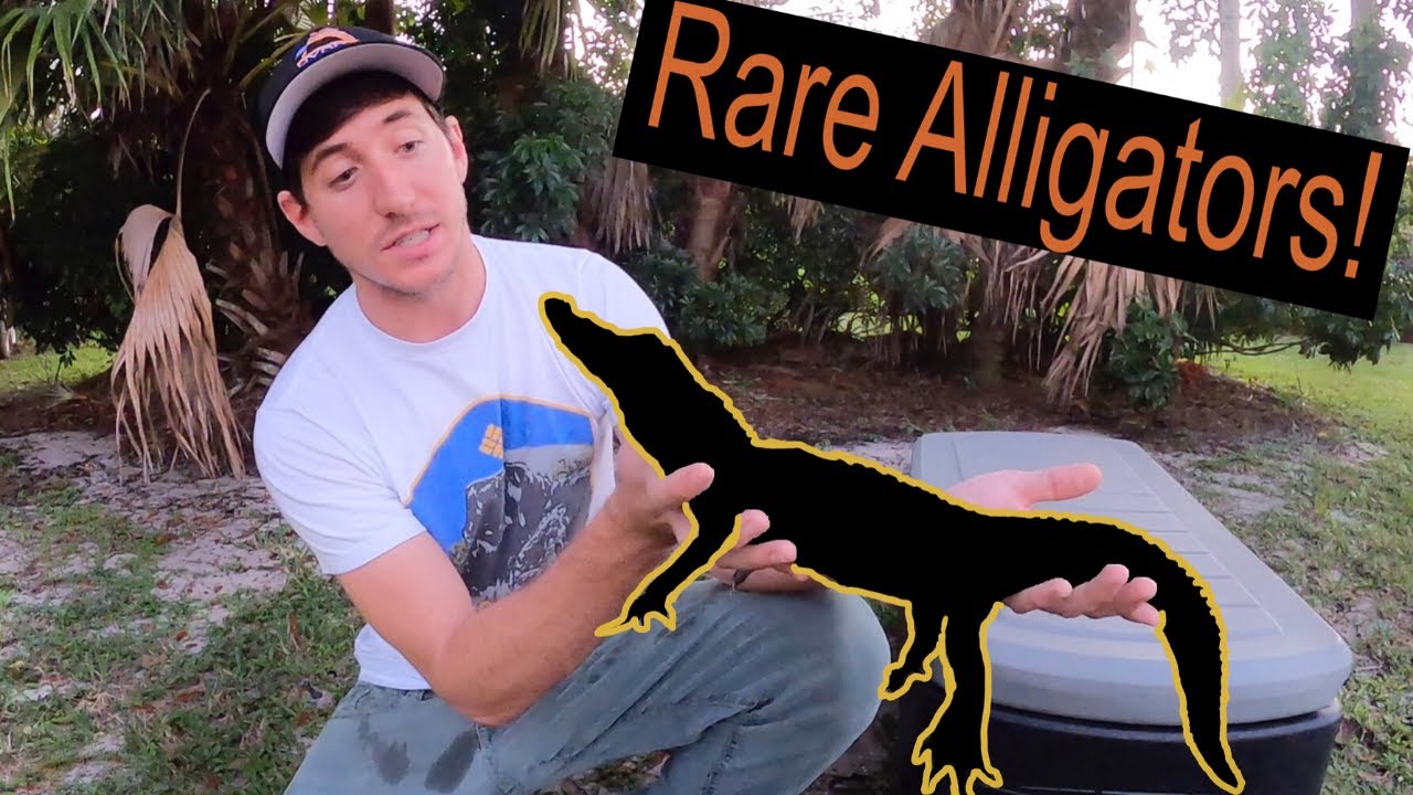 Getting an ALBINO ALLIGATOR! plus Melanistic and Hypo Alligators!!
