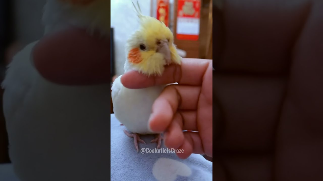 Adorable Cockatiels Cute Compilation 😍