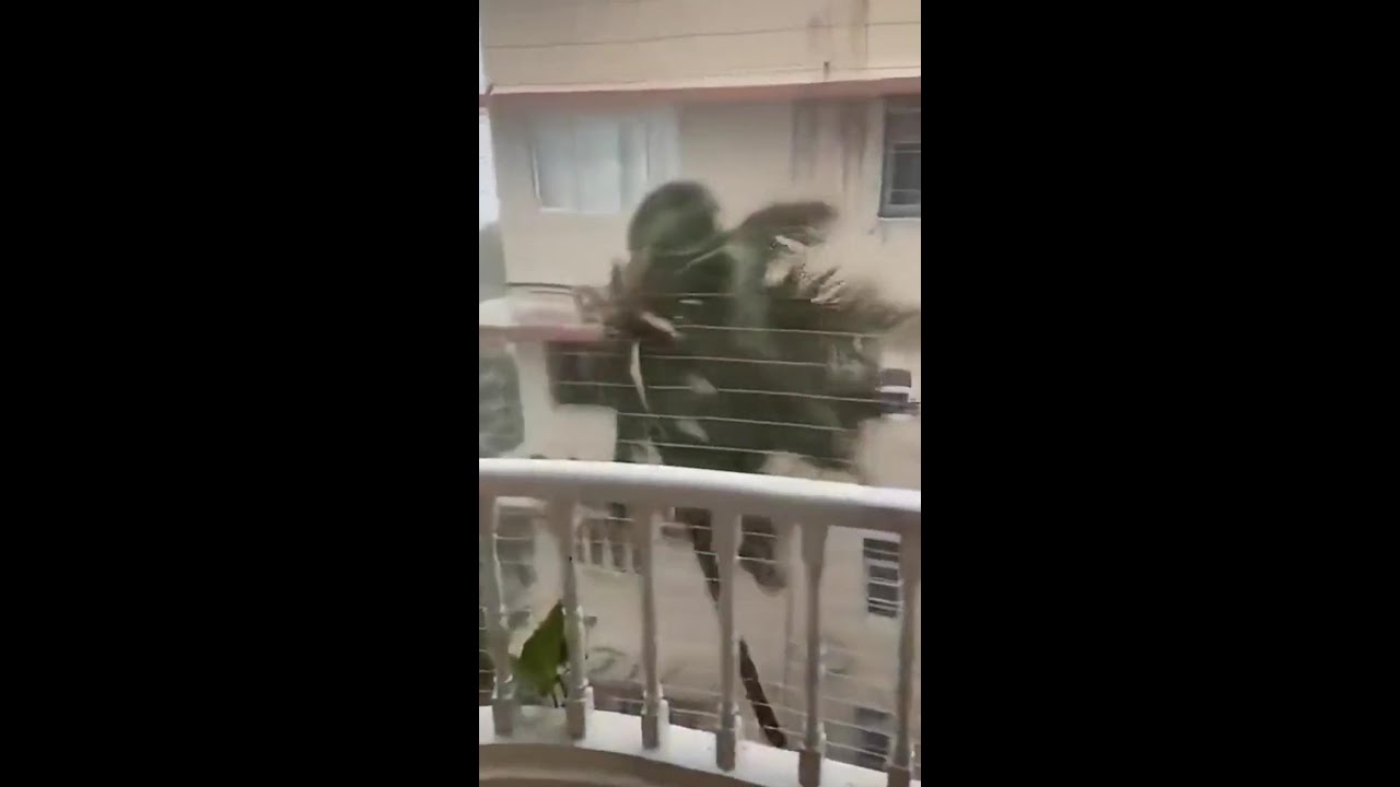 Typhoon Wipha slams into Guangdong, bringing violent storms