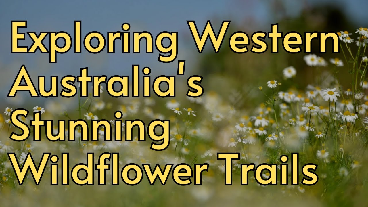 Exploring Western Australia's Stunning Wildflower Trails