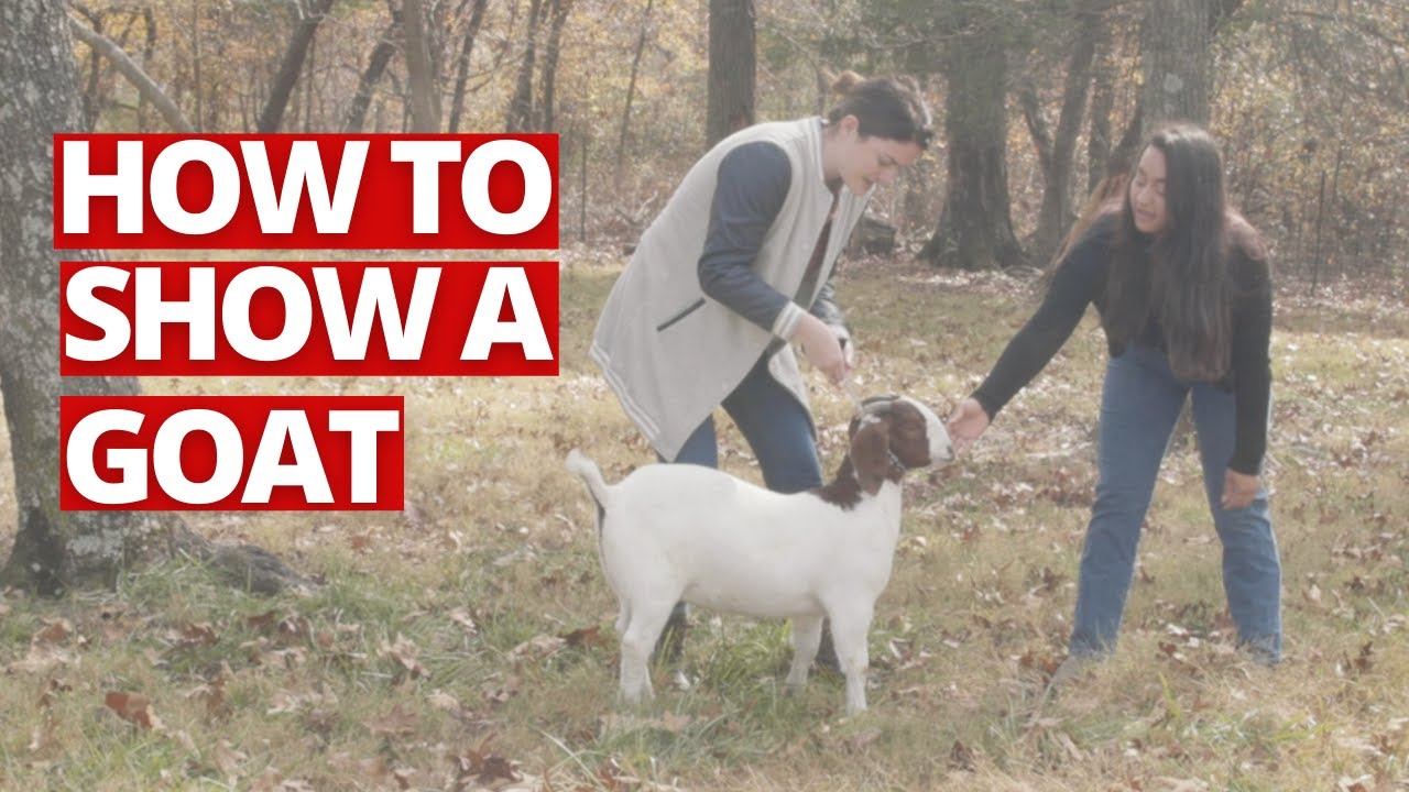On The Farm with Jenny | How to Show a Goat