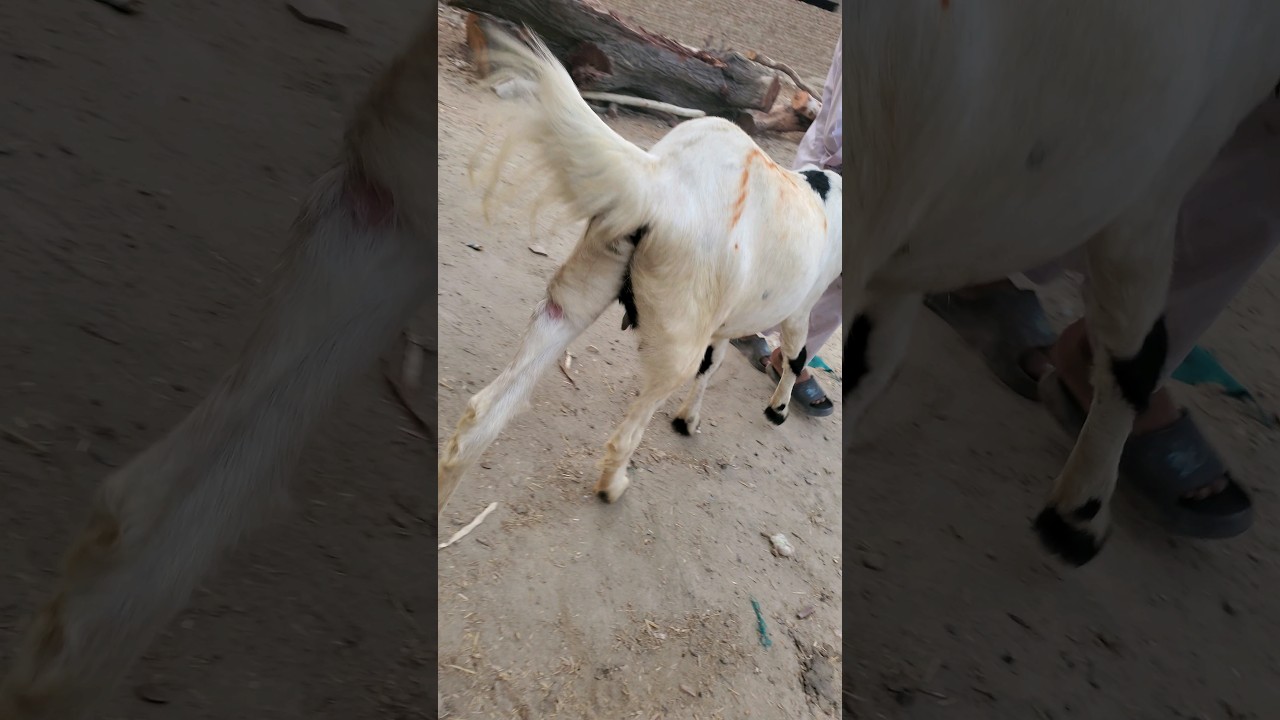 Skin Infection in goat and it's treatment |Dr Shakeel| #treatment #goat #medical #veterinarymedicine