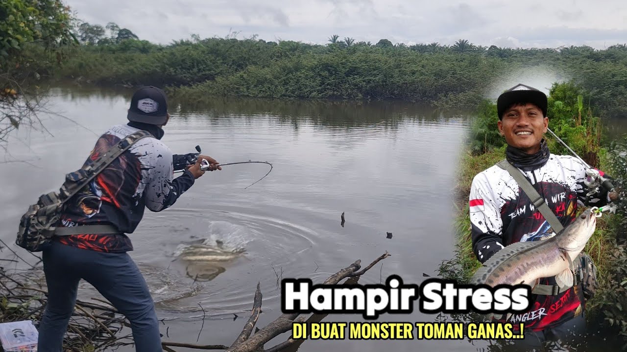 DI LUAR NALAR..!! IKAN TOMAN BRUTAL YANG SANGAT SULIT DI TAKLUKAN PEMANCING