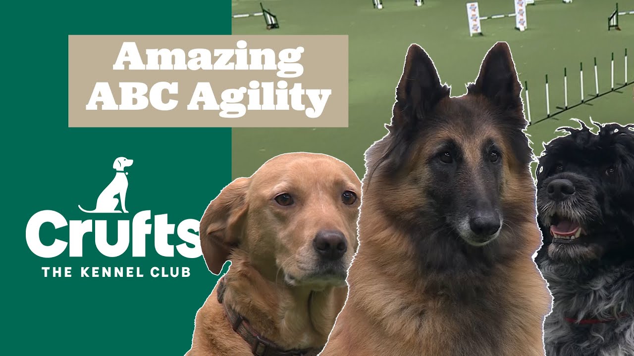 The Cutest Agility You'll Ever See 😍