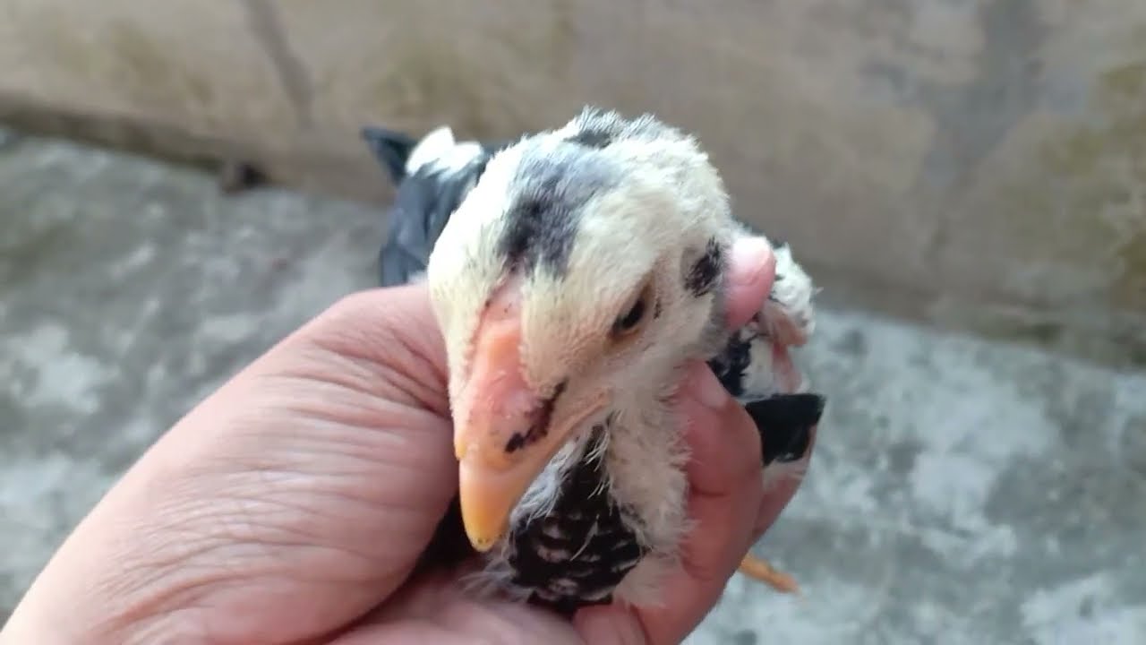 Pano malalaman kong lalake o babae ang sisiw / male or female