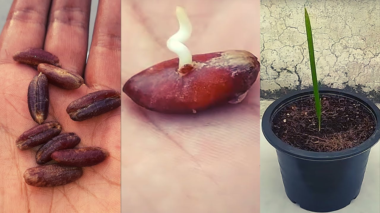 Easiest Way To Grow Dates at Home | घर पर खजूर उगाने का सबसे आसान तरीका