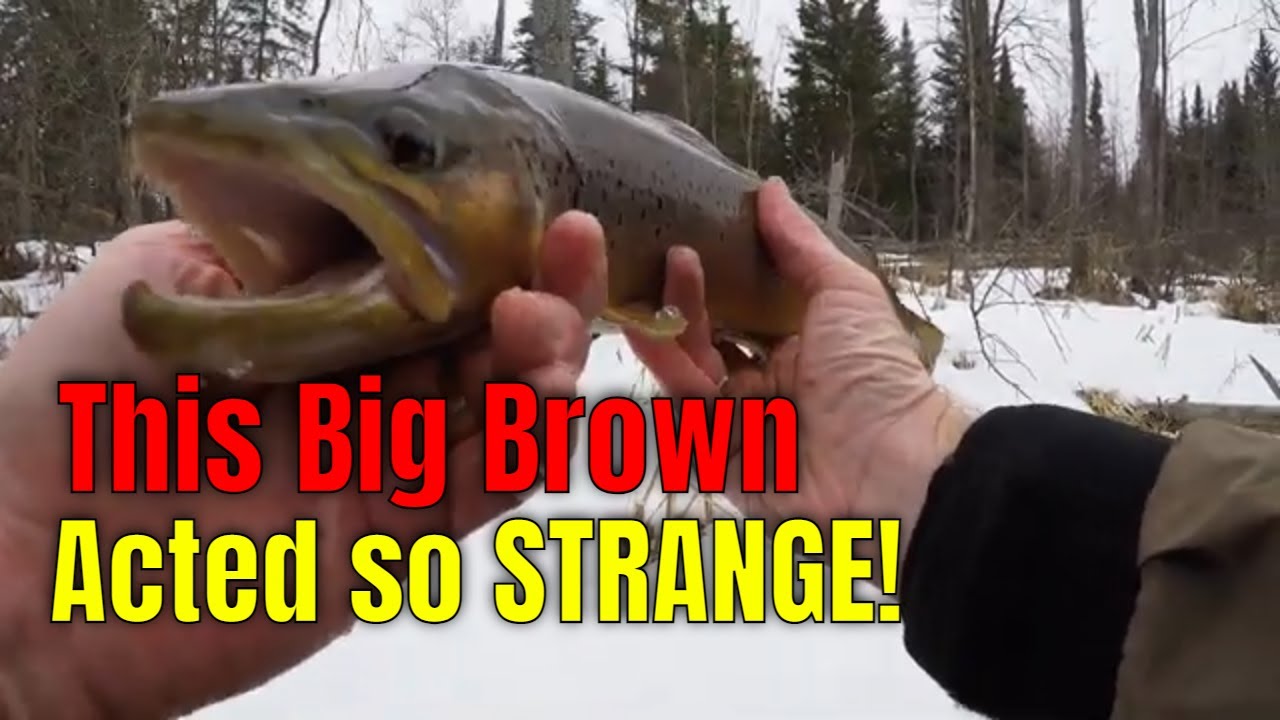 Winter Trout Fishing in Michigan! (Finding Big Brown Trout in the Winter)