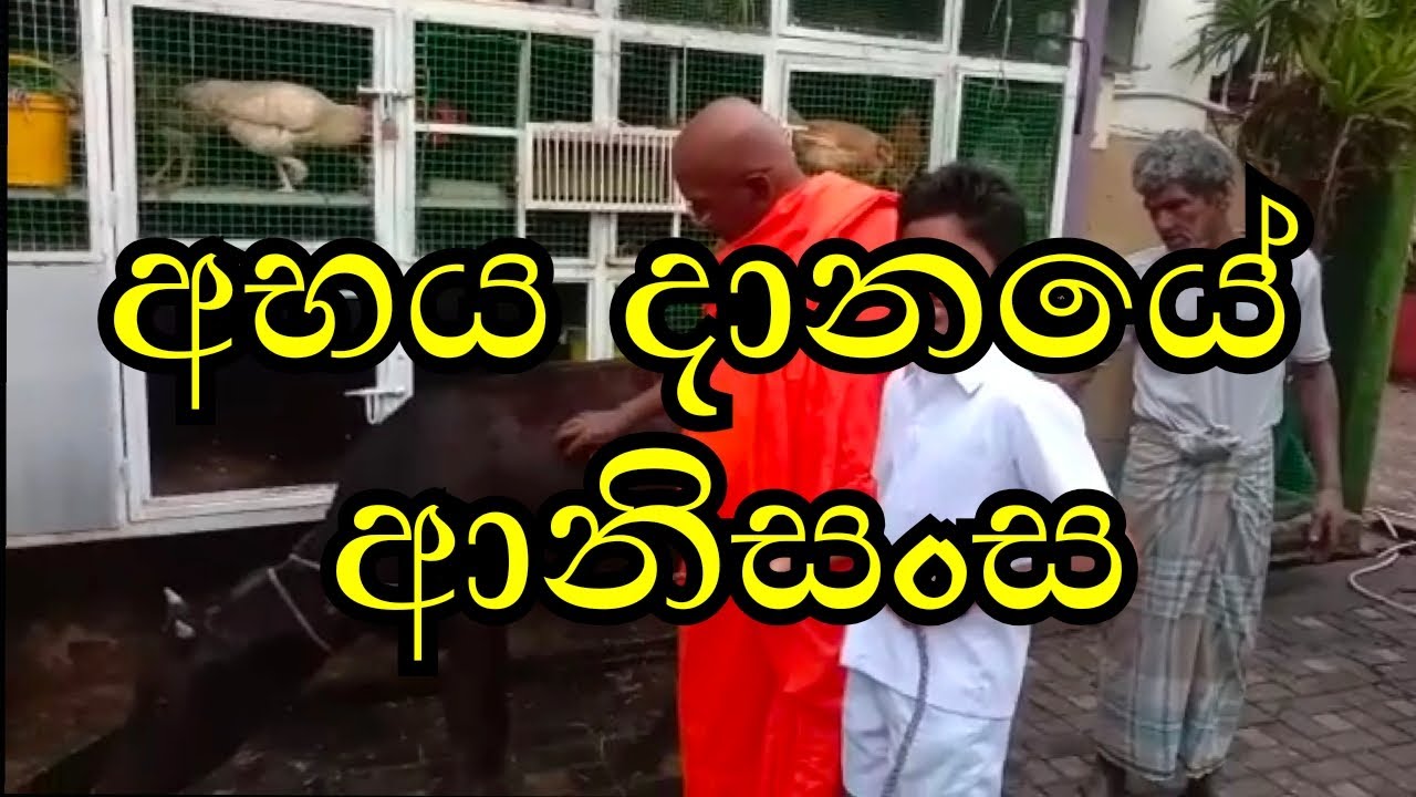 අභය දානයේ ආනිසංස | අභය දානය දීමේ ආනිසංස | අභයදානය | Abhaya danaya deeme anisansa | abaya danaya