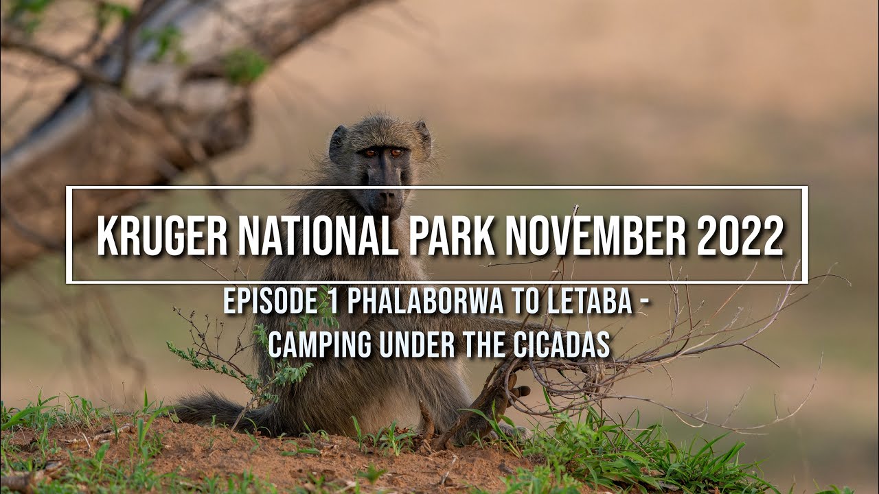 Kruger National Park November 2022 - Day 1 Phalaborwa gate to Letaba, camping under the cicadas!
