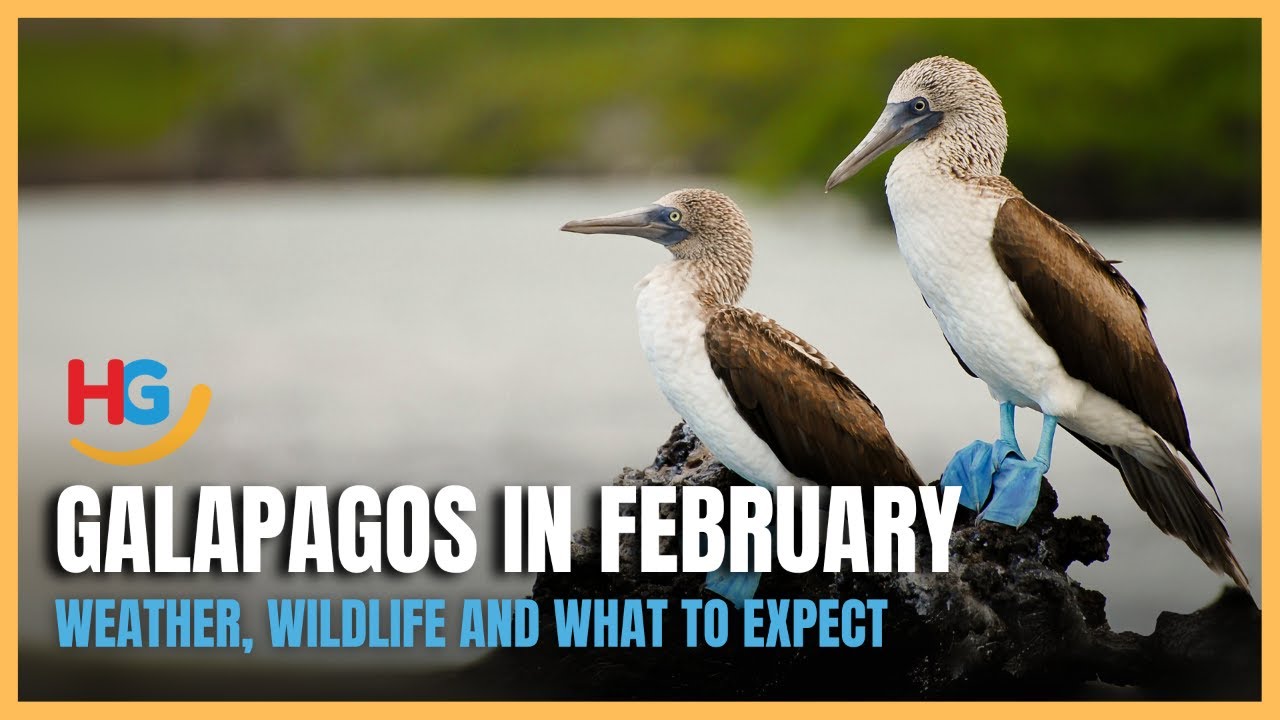 ☀️ Galapagos in February | Happy Gringo Travel Guide 🇪🇨