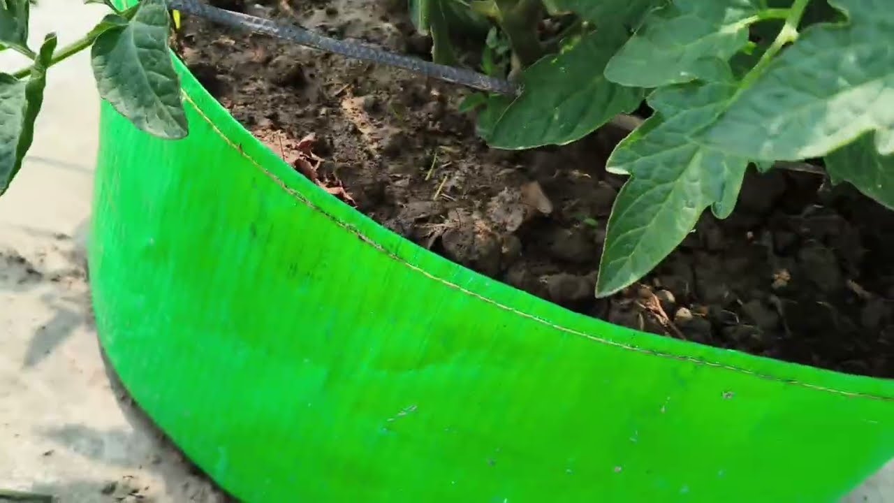 🍅 Home Gardening Me Tamatar Ka Zabardast Result!