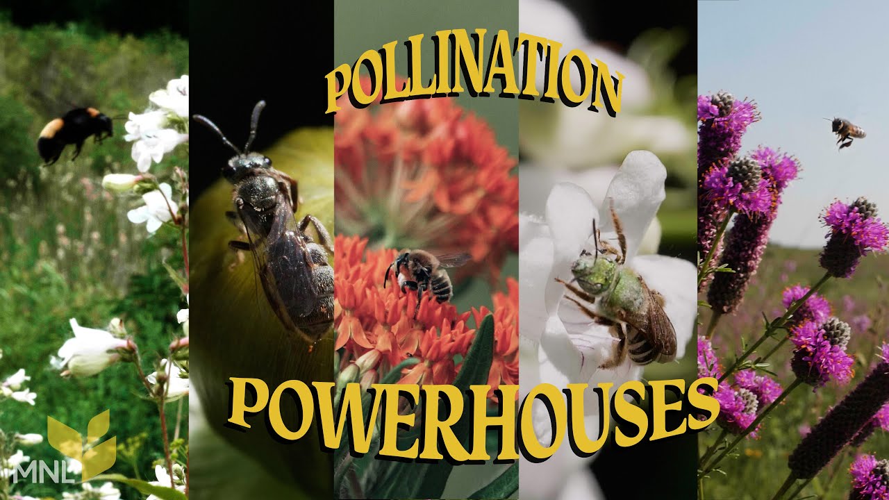 Understanding Native Bees: What can we do to save them?