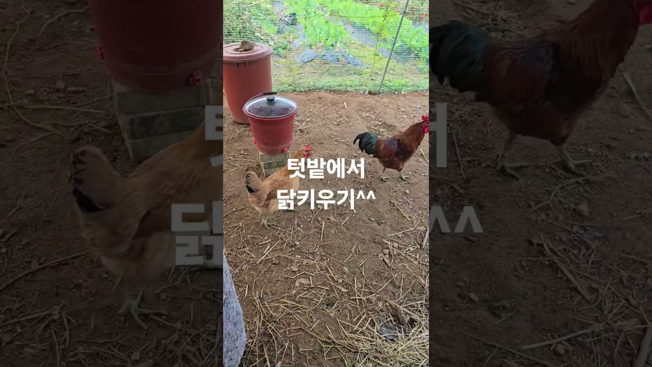 텃밭에서 닭키우기/건강한닭키우기