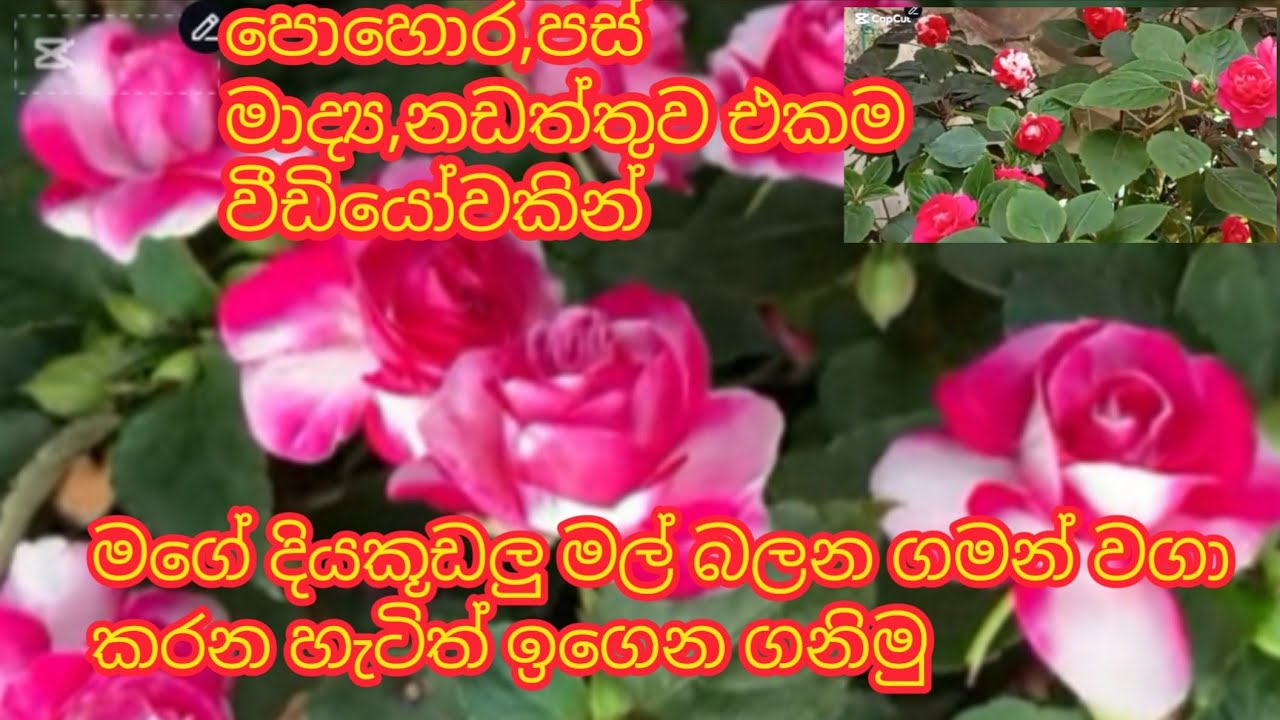 දියකූඩලු වගාවෙ ගැටලු ඔක්කෝටම විසදුම් එකම වීඩියෝවකින්