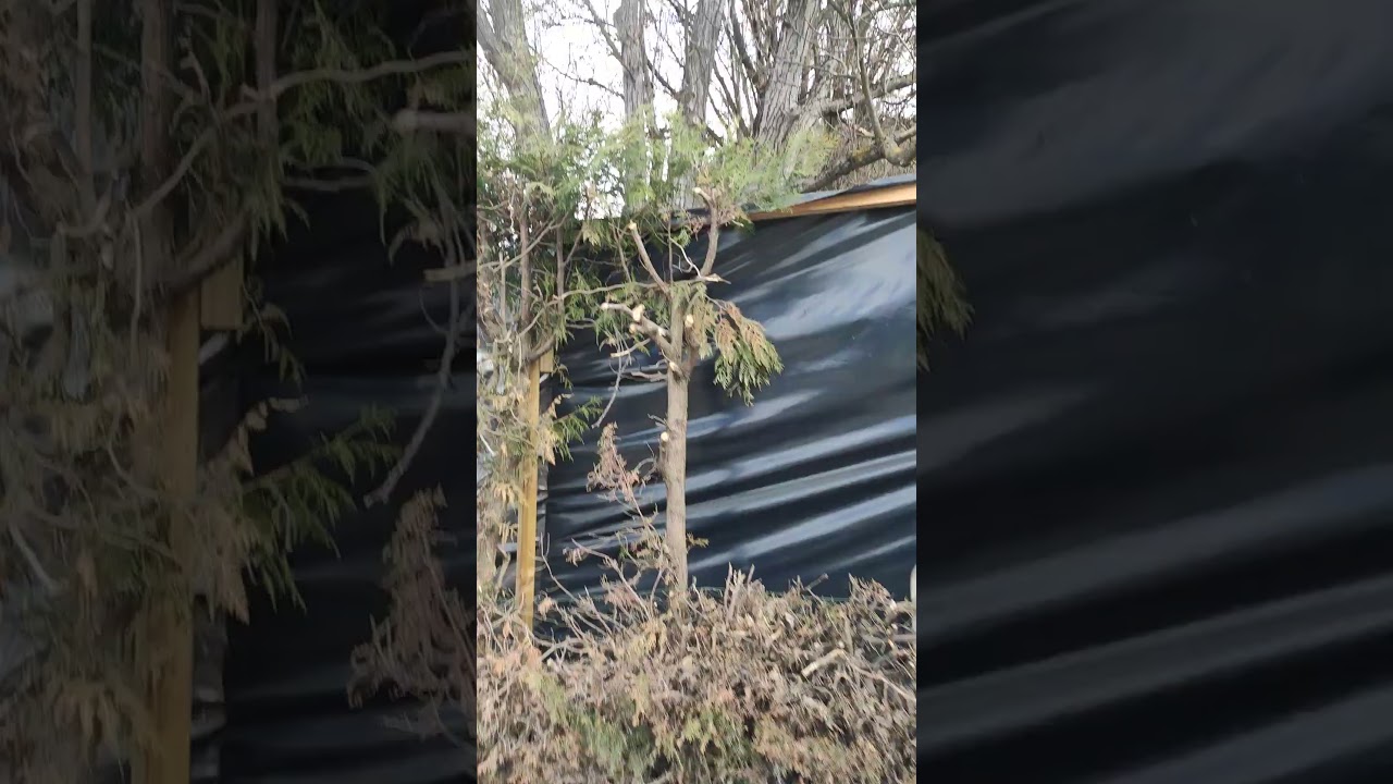 Wer hat diese Hecke so radikal zur&uuml;ckgeschnitten das wird nichts mehr die ist kaputt Pfusch am Bau?