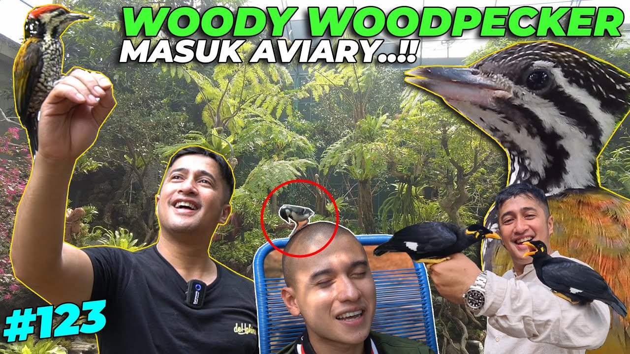 #EPS123 DEHAKIMS AVIARY | MASKOT AVIARY BERKELIARAN DI AVIARY..!!
