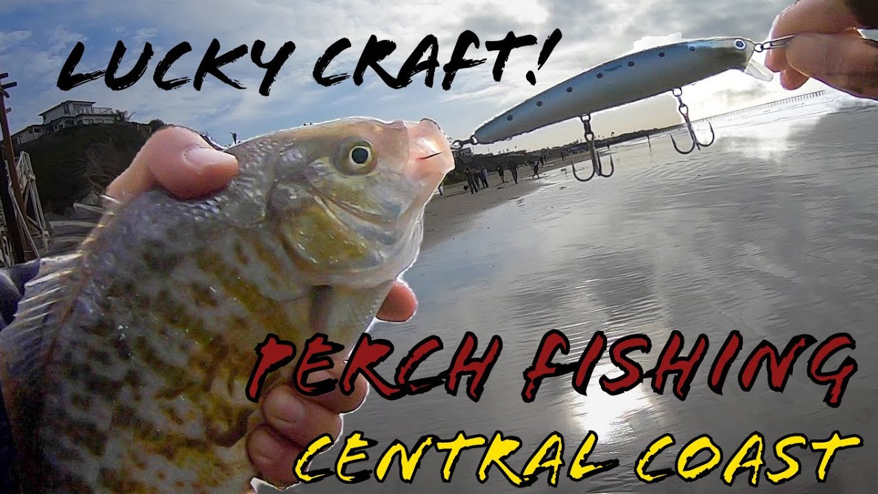 Surf Fishing Central Coast for Slab Perch [Part 2 of 3] Lucky Craft