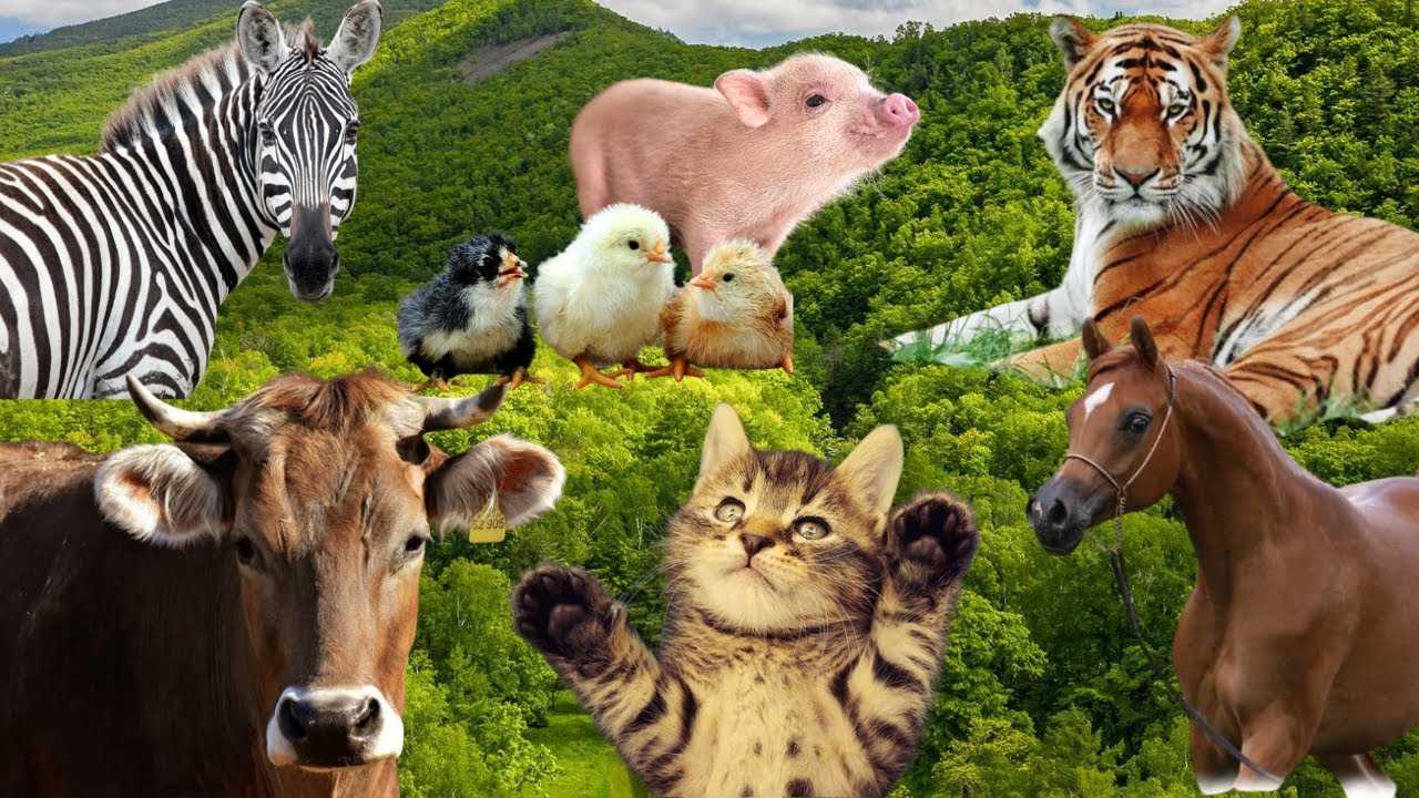 Farm animals - Pets - Wild animal sounds