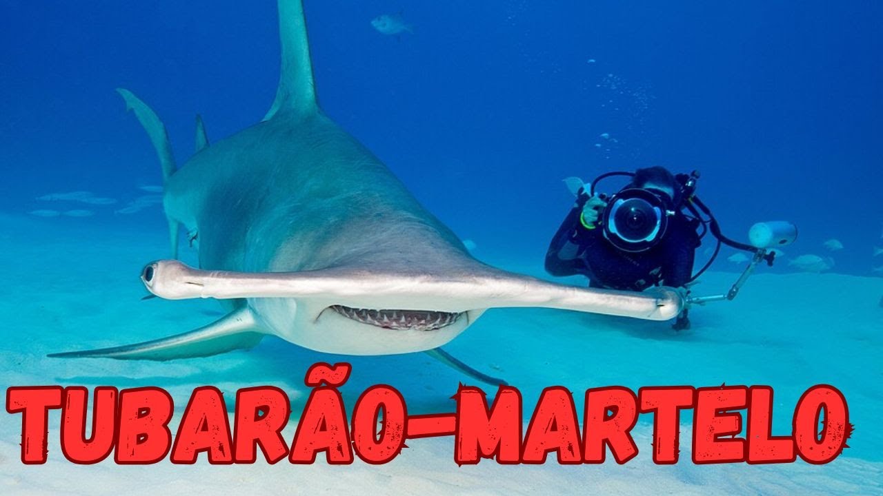 TUBARÃO-MARTELO.