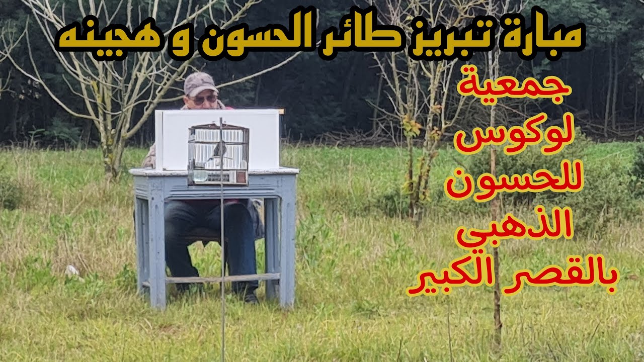 مبارة تبريز طائر الحسون و هجينه بمدينة القصر الكبير 6 مارس 2022