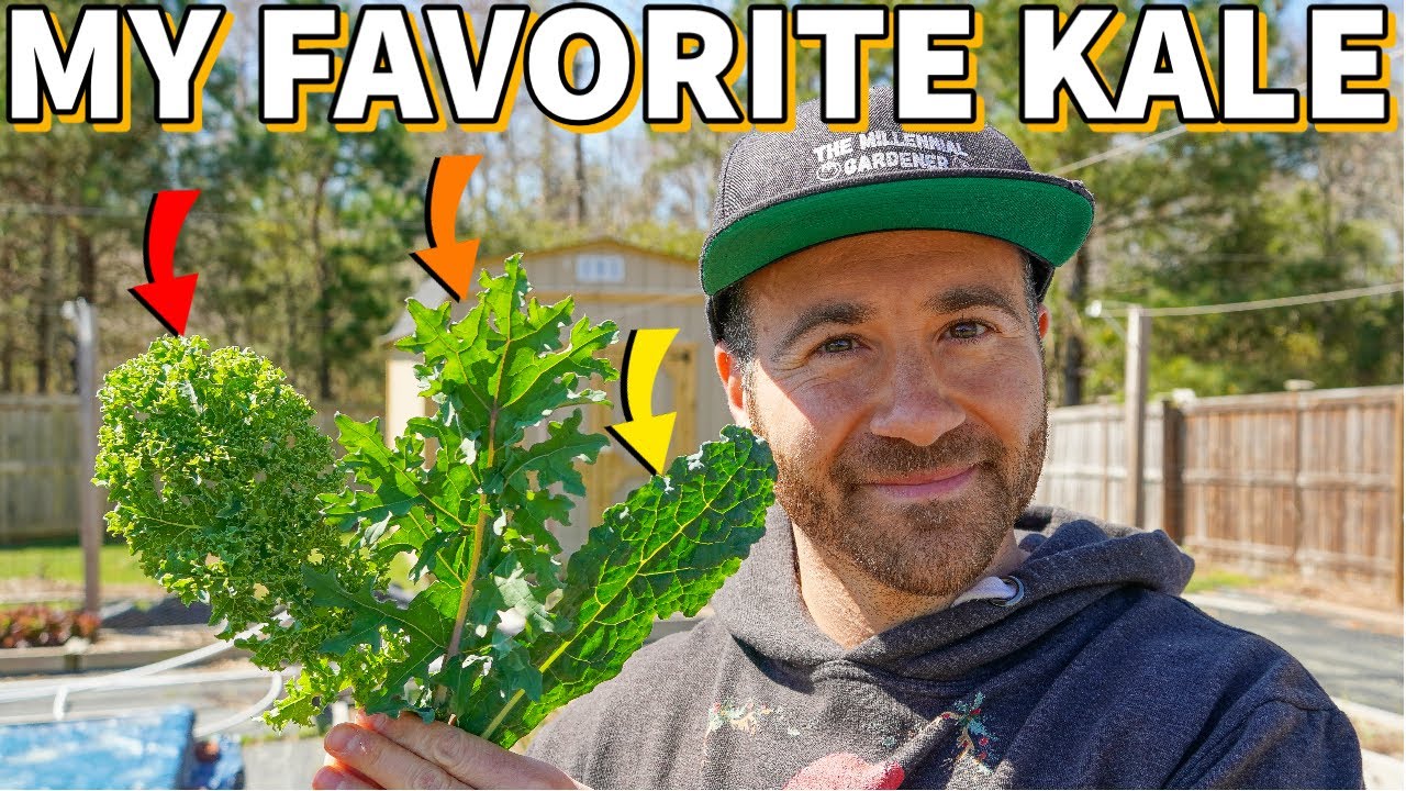 3 Popular KALE VARIETIES To Grow Ranked BEST To WORST