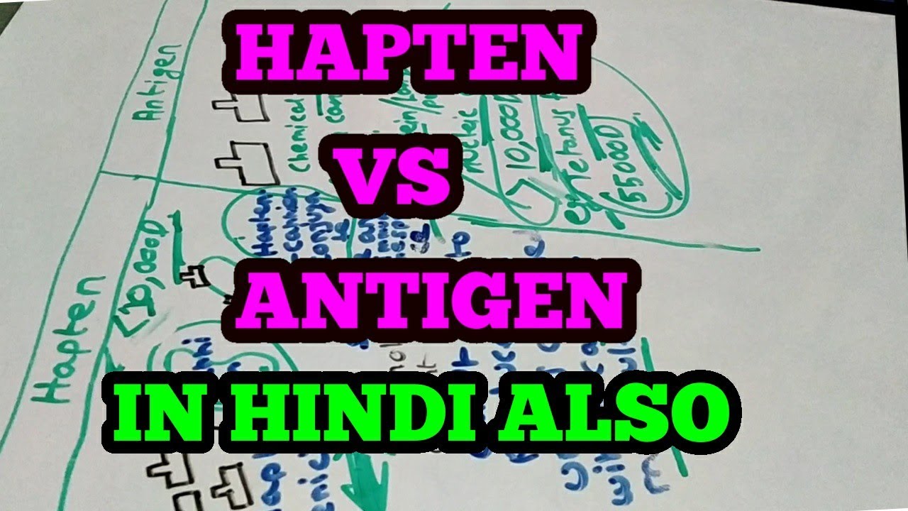 HAPTEN VERSUS ANTIGEN DIAGRAM WITH EXAMPLE | HAPTEN | ANTIGEN
