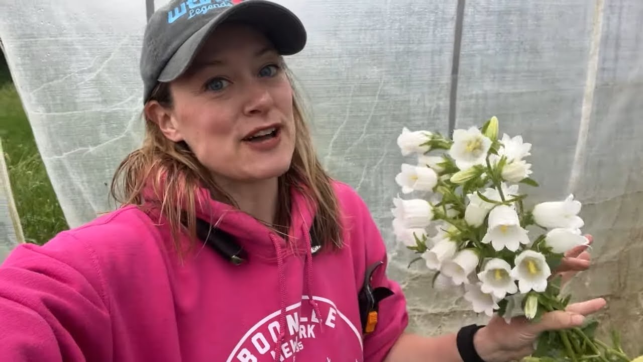Campanula Report! LOVING This Flower! Flower Hill Farm