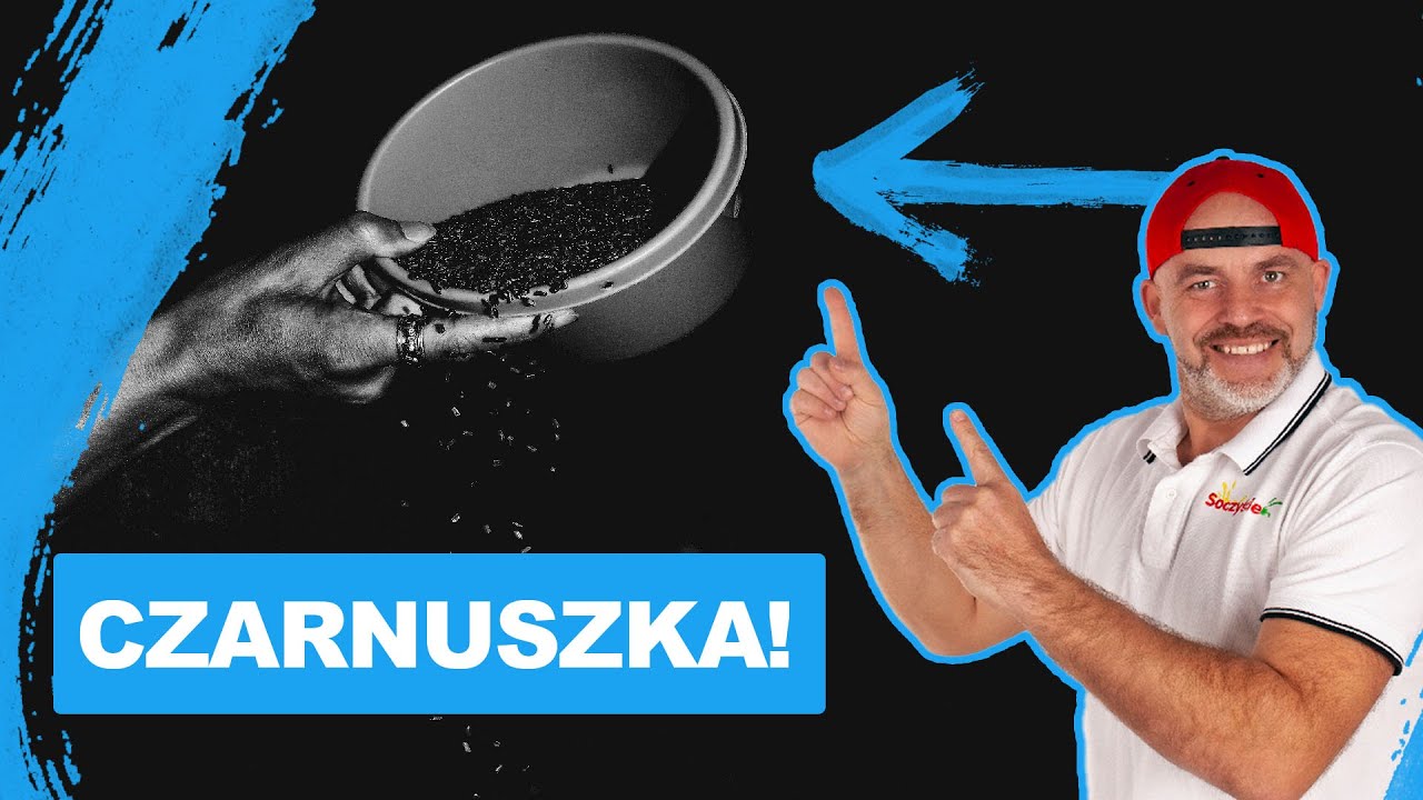 Czarnuszka! Czarny olej zdrowia