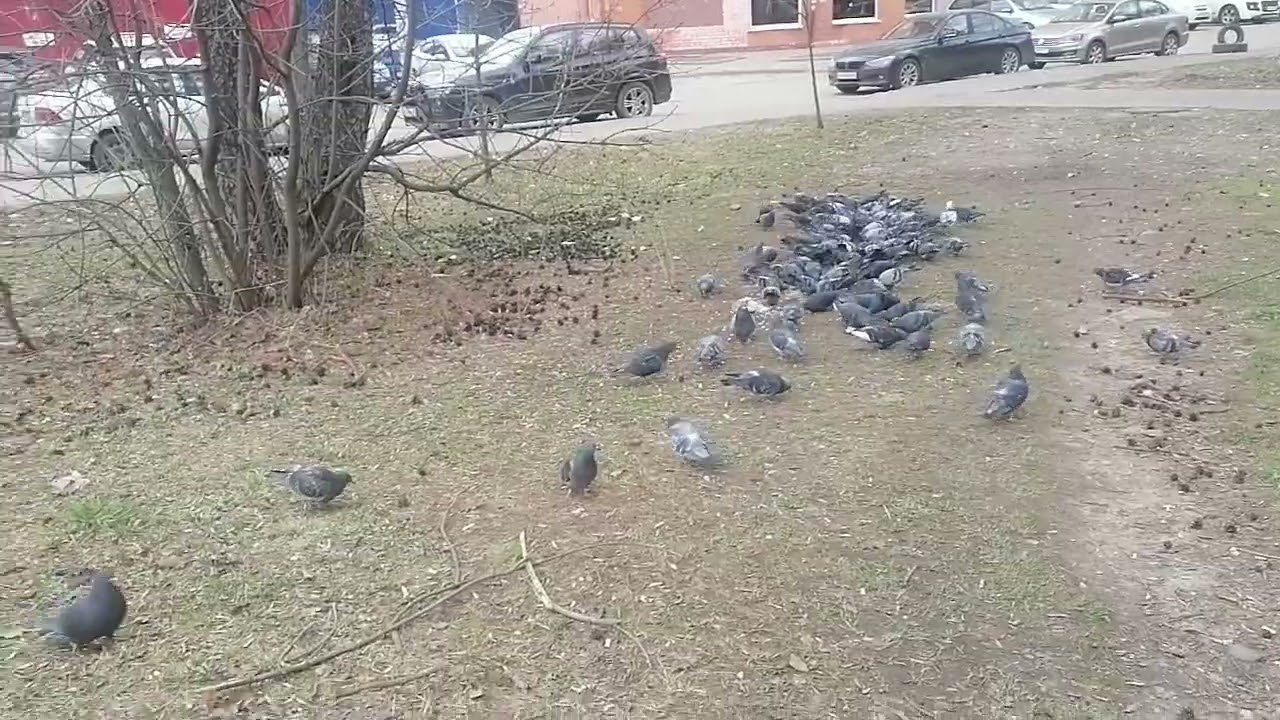 Домашний приют. Сегодня ветренно и похолодало.