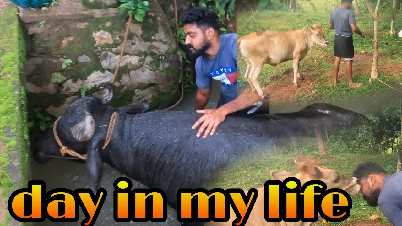 a day in my life. വൈകിട്ട് ഉള്ള എന്റെ ജോലികൾ. 