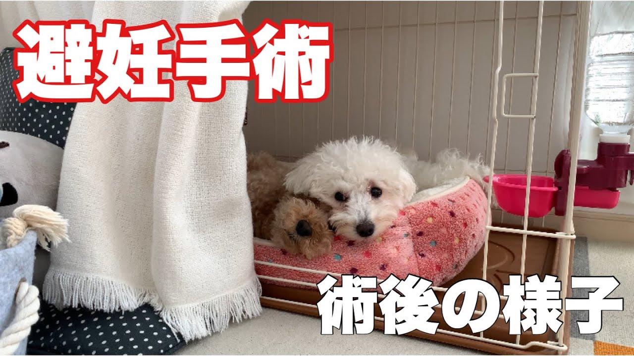 避妊手術後から抜糸までの過酷な様子 トイプードル/マルプー