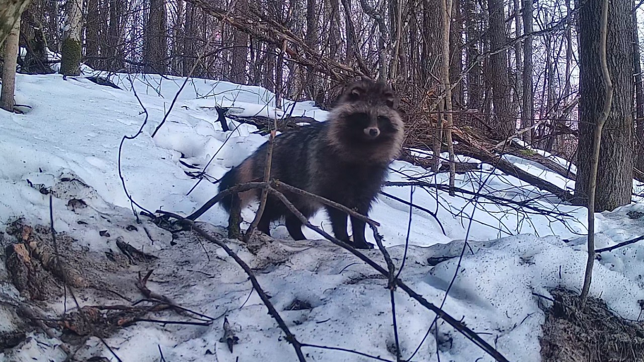 Вкрадено першу пастку але якось дивно.