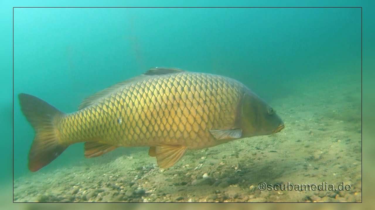 Tauchen in Linkenheim - Streitköpflesee