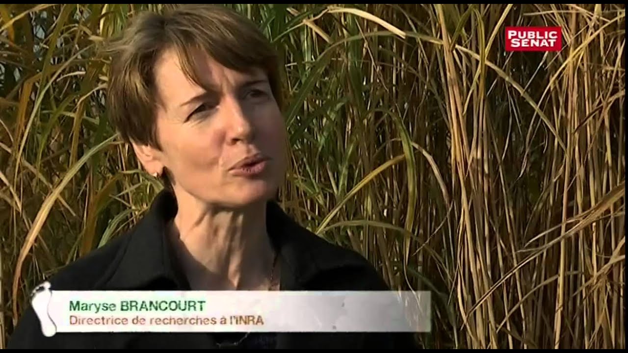 Biocarburants de seconde génération, la solution ? - Les pieds sur terre