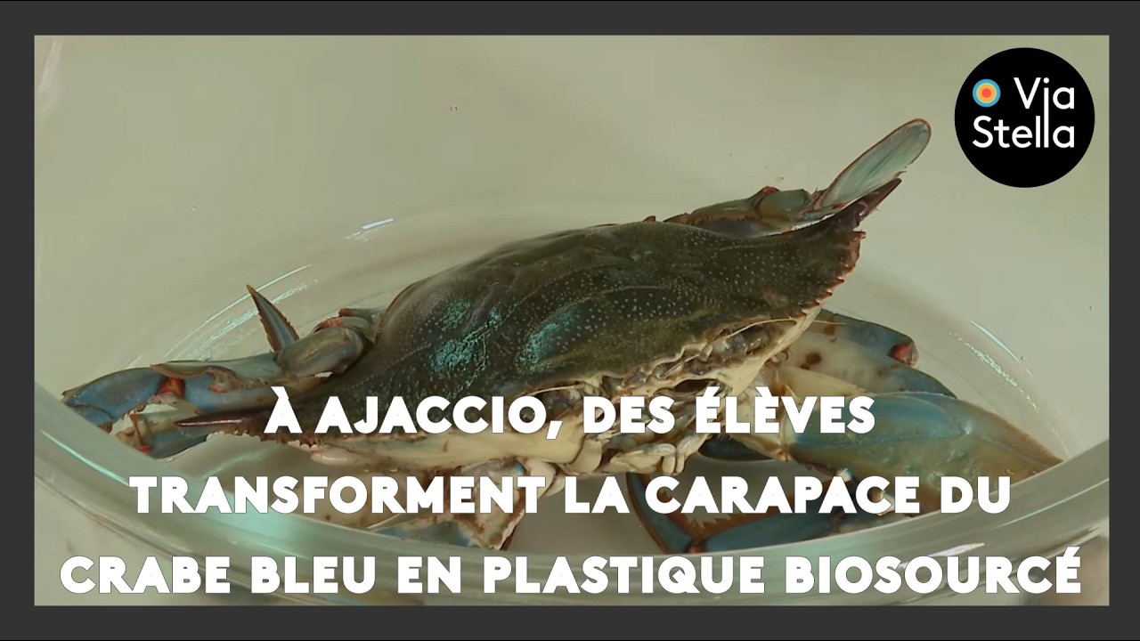À Ajaccio, des élèves transforment la carapace du crabe bleu en plastique biosourcé