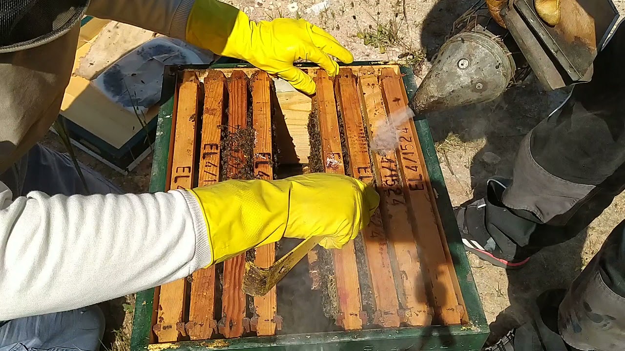 ΜΕΛΙΣΣΟΚΟΜΙΑ 2021 (ΑΝΑΔΙΑΤΑΞΗ ΠΛΑΙΣΙΩΝ ΣΕ ΔΕΚΑΡΙ ΜΕΛΙΣΣΙ) REARRANGEMENT OF BEE FRAMES