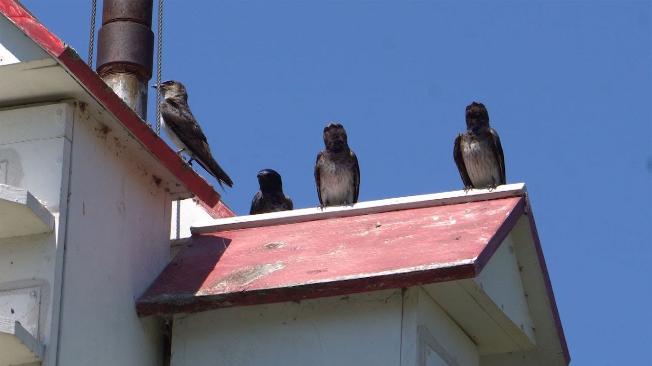 906 Outdoors - Purple Martins