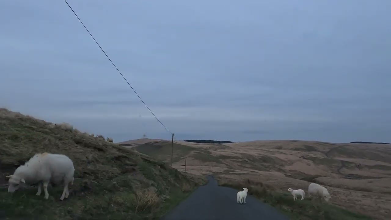 Driving through the Scenic Countryside from Tregaron to Llanwrtyd Wells | Wales | 🇬🇧