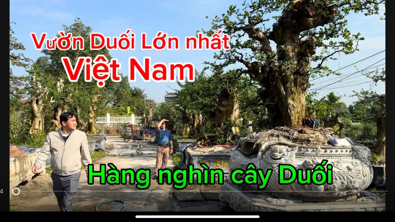 Đưa đại gia nghìn đô tới thăm vườn duối nhiều nhất việt Nam tại Minh Đức việt yên Bắc Giang cũ