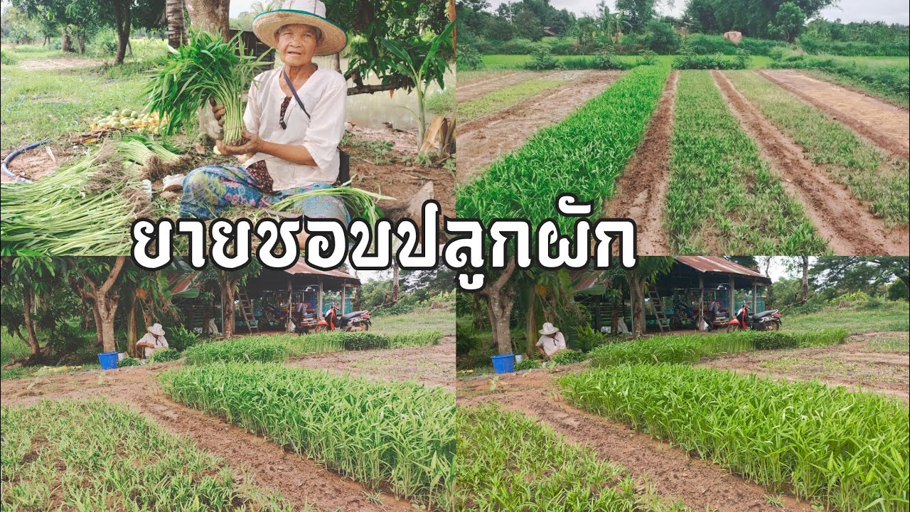 ยายปลูกผักหน้าฝน ปลูกผักอะไร มีรายได้วันละ 300 ถึง 500 บาทต่อวัน