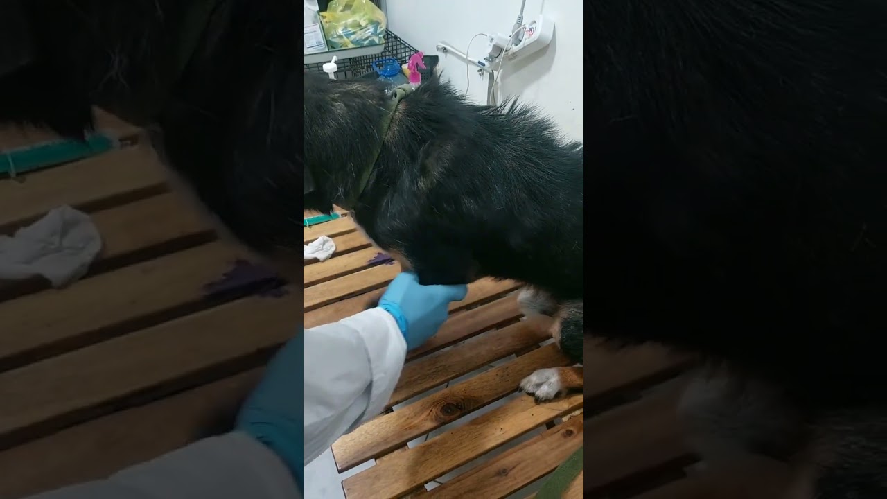 Старичок с трассы вступает в новую жизнь, в которой у него будет свой дом . Абхазия 11.2023
