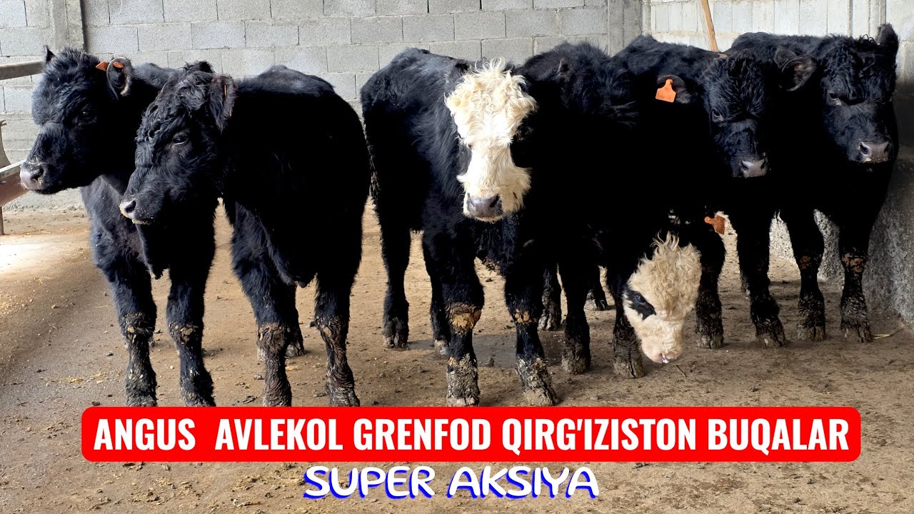 PUL  BO'SHATISHGA  NARX  QO'YILDI.  SIZ  IZLAGAN  BUQALAR  AKSIYA  NARXIDA.