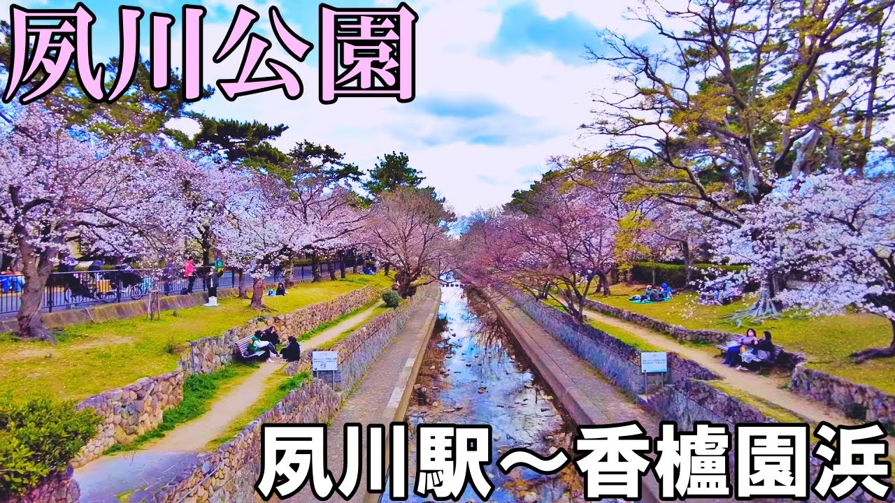 【兵庫】夙川公園の桜を撮影しながら夙川駅から香櫨園浜まで   Hyogo Cherry blossoms at Shukugawa Park 4K