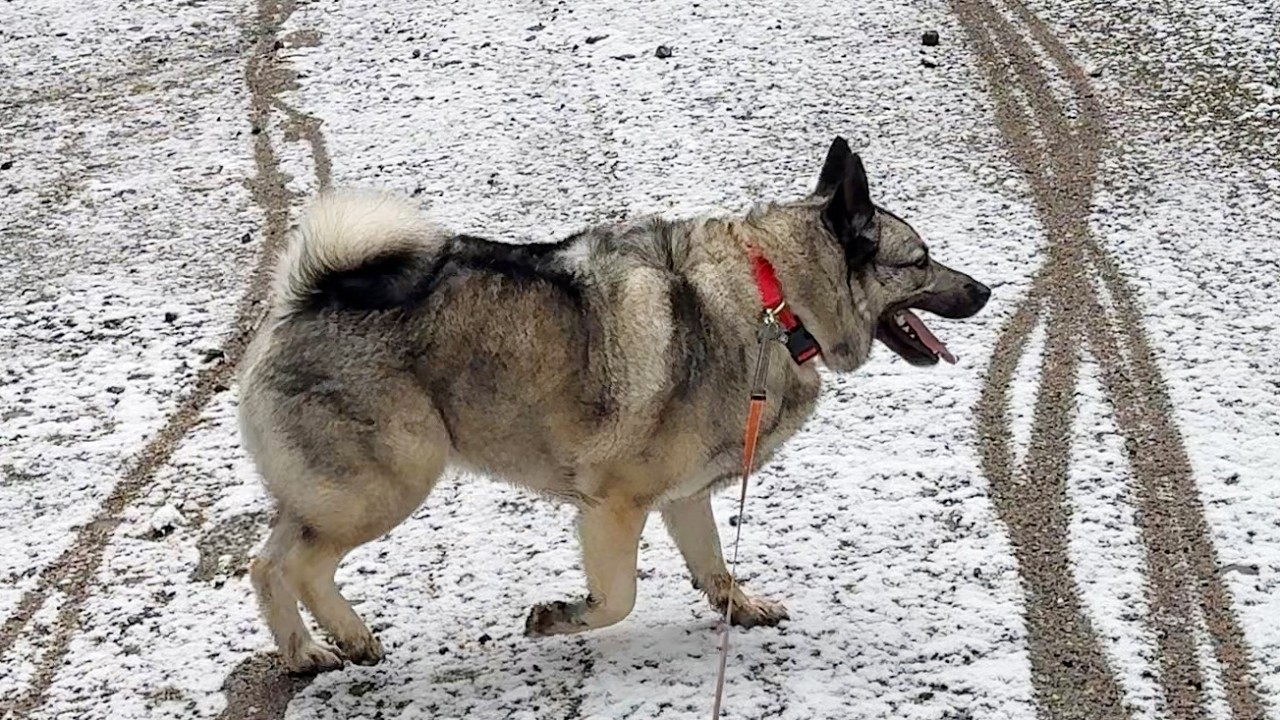 Valentine's Day Deer Park Rd Hike with Our Norwegian Elkhound – We Found Snow!